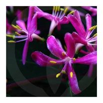 Load image into Gallery viewer, Melts