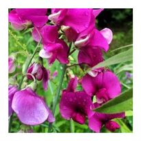 Load image into Gallery viewer, Melts